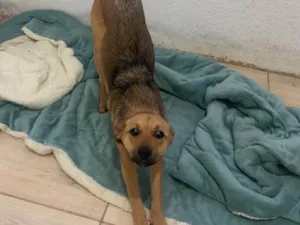 Cachorro raça SRD-ViraLata idade 2 a 6 meses nome Luna 