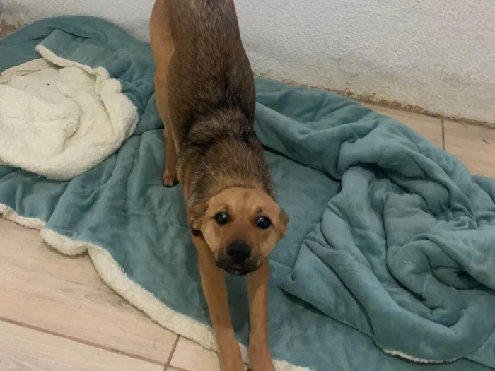 Cachorro ra a SRD-ViraLata idade 2 a 6 meses nome Luna 