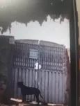 Preta e rajada