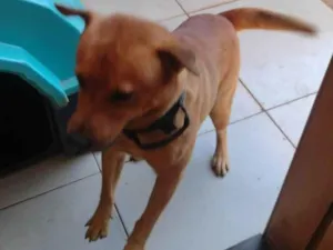 Cachorro raça SRD-ViraLata idade 2 anos nome ZEUS