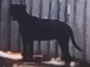 Cachorro raça SRD-ViraLata idade 2 a 6 meses nome Preta e rajada