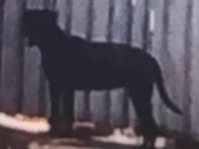 Cachorro raça SRD-ViraLata idade 2 a 6 meses nome Preta e rajada