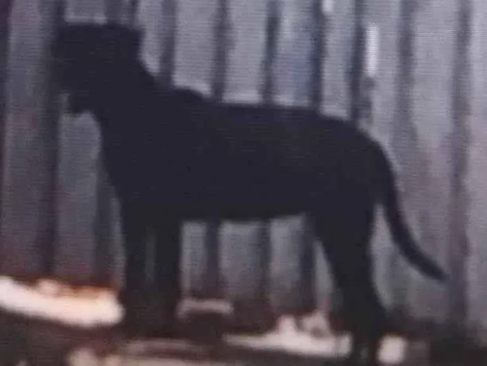 Cachorro ra a SRD-ViraLata idade 2 a 6 meses nome Preta e rajada