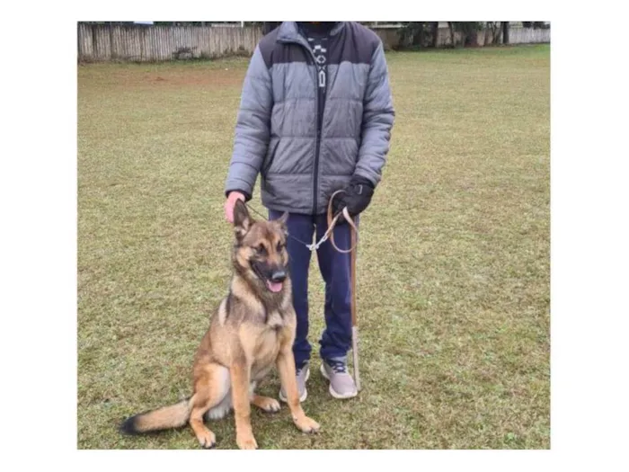 Cachorro ra a Pastor Alemão idade 7 a 11 meses nome ALF
