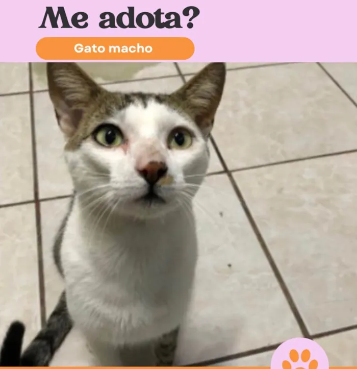 Gato ra a SRD-ViraLata idade 1 ano nome Miles