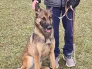 Cachorro raça Pastor Alemão idade 7 a 11 meses nome ALF