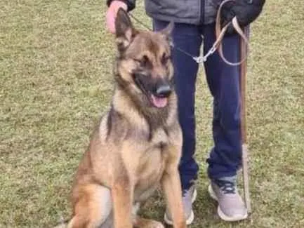 Cachorro ra a Pastor Alemão idade 7 a 11 meses nome ALF