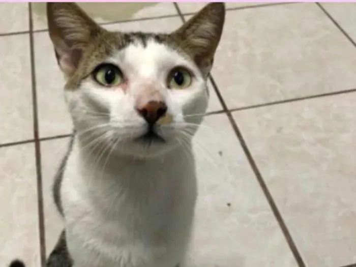 Gato ra a SRD-ViraLata idade 1 ano nome Miles