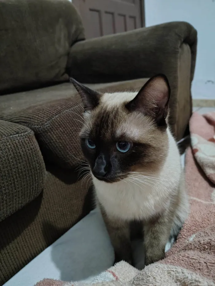 Gato ra a Siamês idade 7 a 11 meses nome Romeu