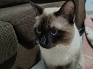 Gato raça Siamês idade 7 a 11 meses nome Romeu