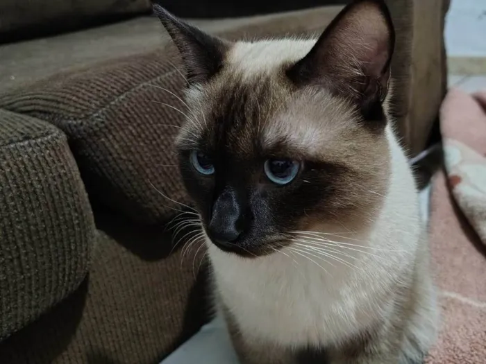 Gato ra a Siamês idade 7 a 11 meses nome Romeu
