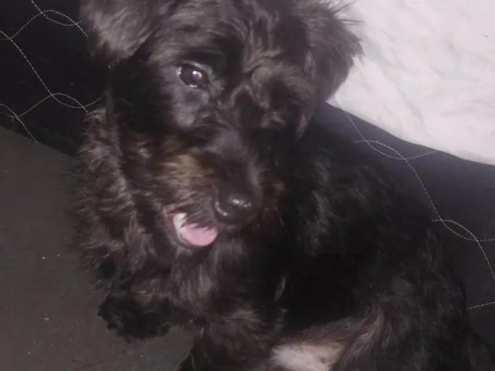 Cachorro ra a SRD-ViraLata idade 2 anos nome Lobinho