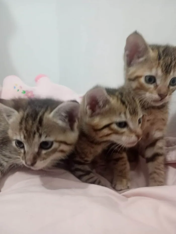 Gato ra a SRD-ViraLata idade Abaixo de 2 meses nome VANDERLEA DANTAS