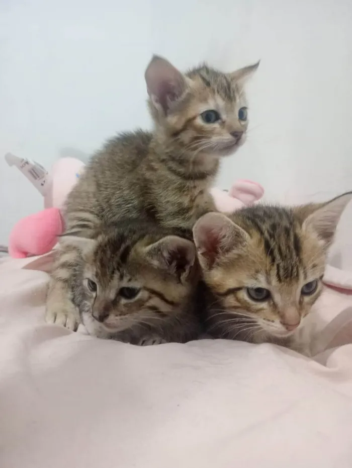 Gato ra a SRD-ViraLata idade Abaixo de 2 meses nome VANDERLEA DANTAS