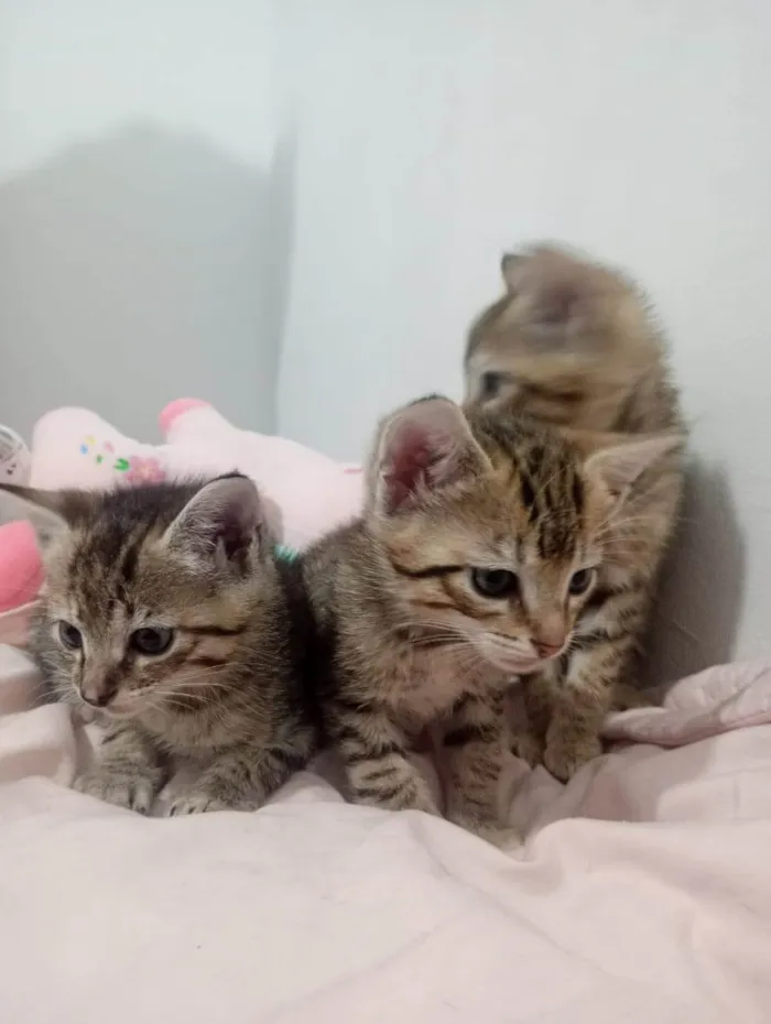 Gato ra a SRD-ViraLata idade Abaixo de 2 meses nome VANDERLEA DANTAS