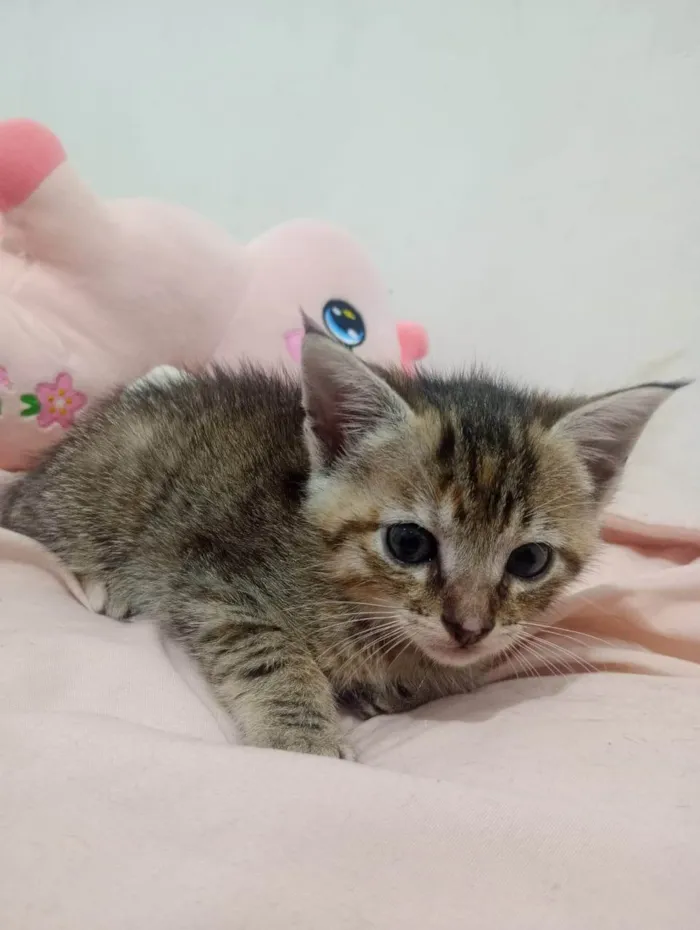 Gato ra a SRD-ViraLata idade Abaixo de 2 meses nome VANDERLEA DANTAS