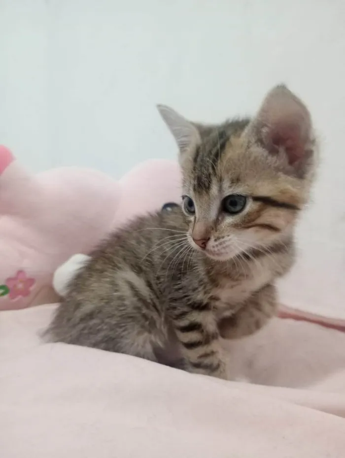 Gato ra a SRD-ViraLata idade Abaixo de 2 meses nome VANDERLEA DANTAS
