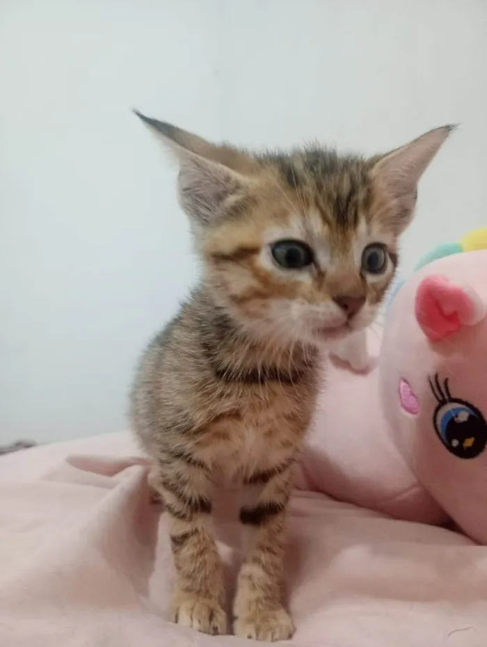 Gato ra a SRD-ViraLata idade Abaixo de 2 meses nome VANDERLEA DANTAS
