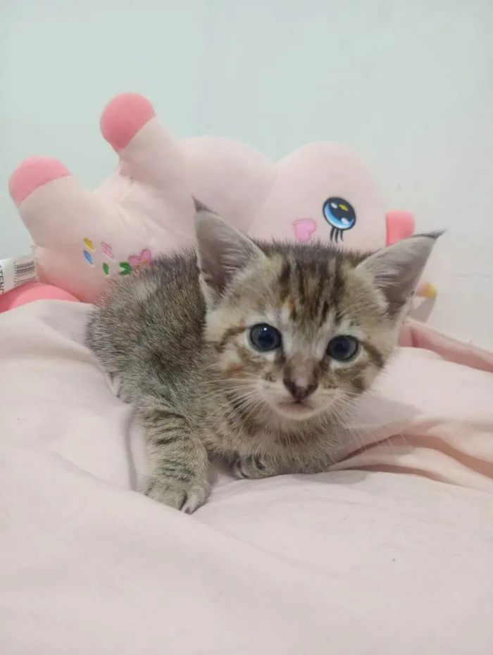 Gato ra a SRD-ViraLata idade Abaixo de 2 meses nome VANDERLEA DANTAS