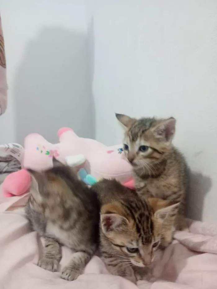 Gato ra a SRD-ViraLata idade Abaixo de 2 meses nome VANDERLEA DANTAS