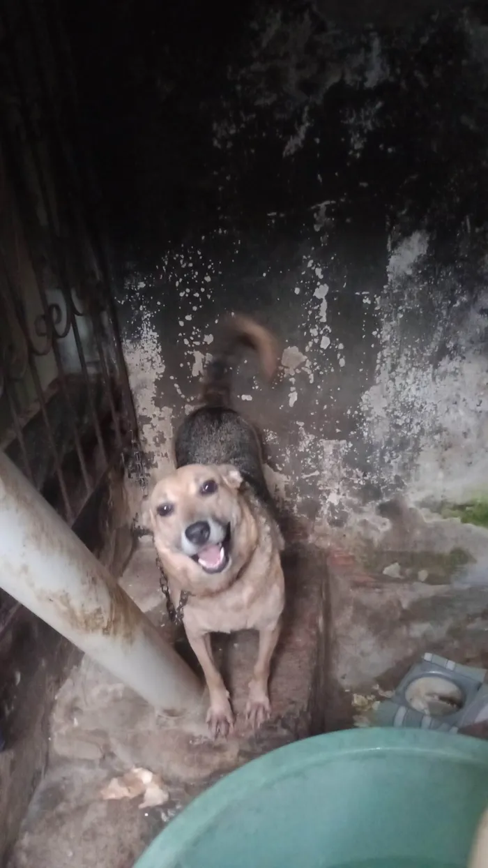 Cachorro ra a SRD-ViraLata idade 5 anos nome Beleza