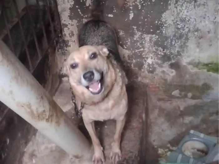 Cachorro ra a SRD-ViraLata idade 5 anos nome Beleza