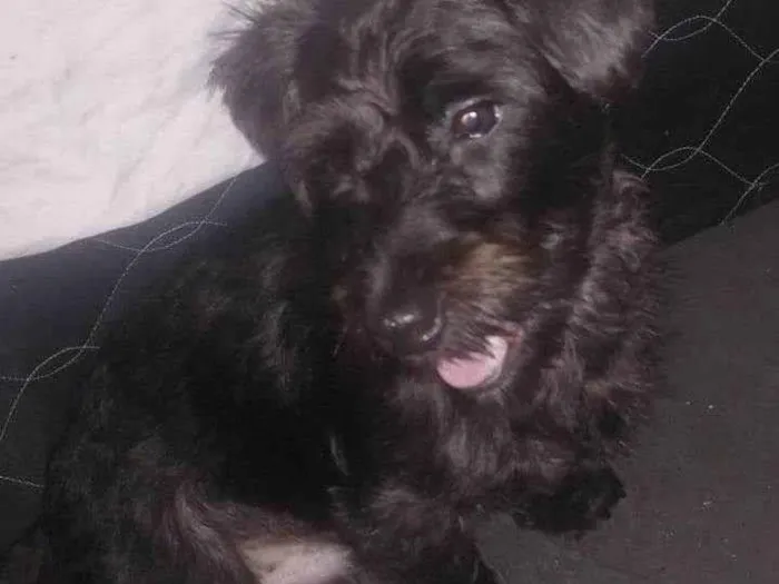 Cachorro ra a SRD-ViraLata idade 2 anos nome Lobinho