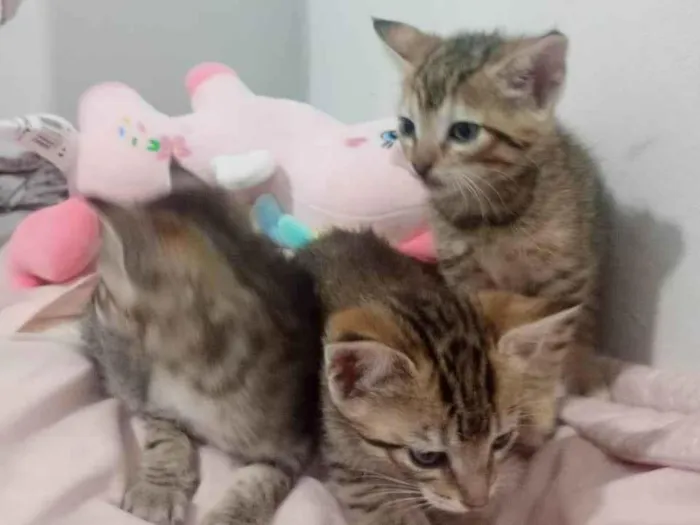 Gato ra a SRD-ViraLata idade Abaixo de 2 meses nome VANDERLEA DANTAS