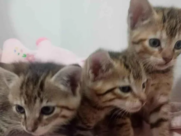 Gato ra a SRD-ViraLata idade 2 a 6 meses nome VANDERLEA DANTAS