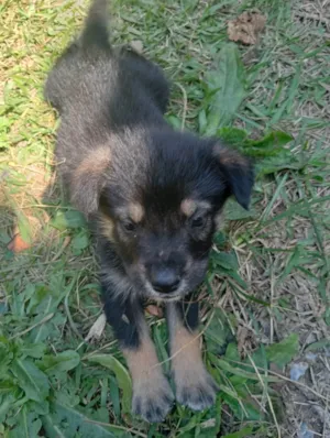 Gato raça SRD-ViraLata idade Abaixo de 2 meses nome Doguinhos