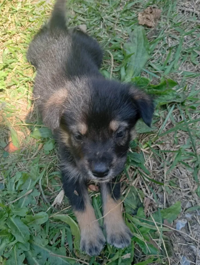 Gato ra a SRD-ViraLata idade Abaixo de 2 meses nome Doguinhos