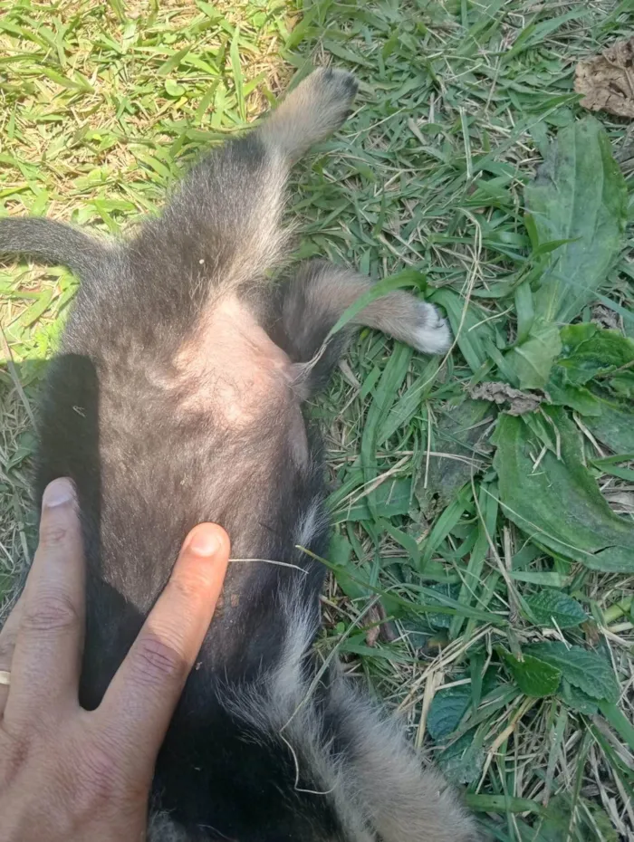 Gato ra a SRD-ViraLata idade Abaixo de 2 meses nome Doguinhos