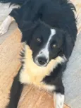 Gigi