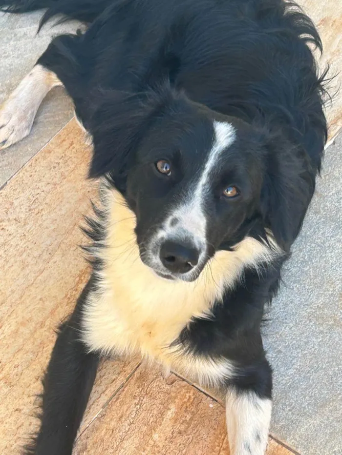 Cachorro ra a border collie idade 7 a 11 meses nome Gigi