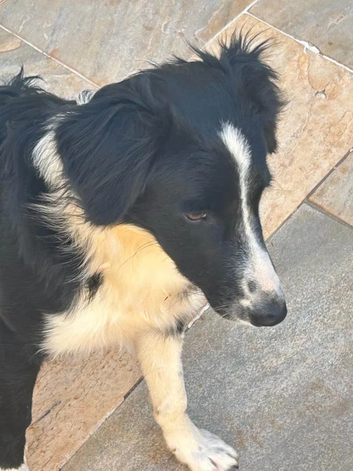 Cachorro ra a border collie idade 7 a 11 meses nome Gigi