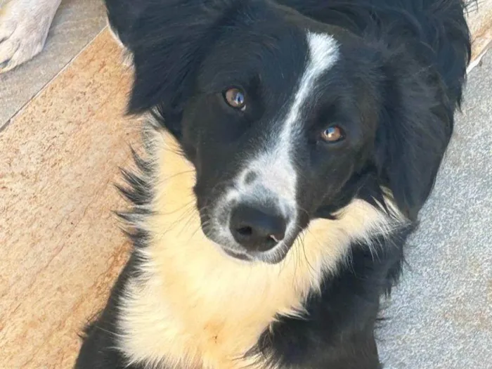 Cachorro ra a border collie idade 7 a 11 meses nome Gigi