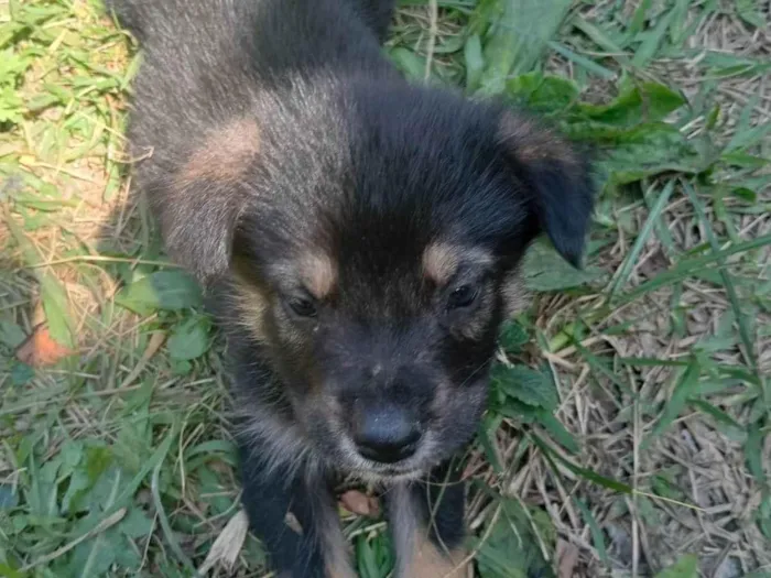 Gato ra a SRD-ViraLata idade Abaixo de 2 meses nome Doguinhos