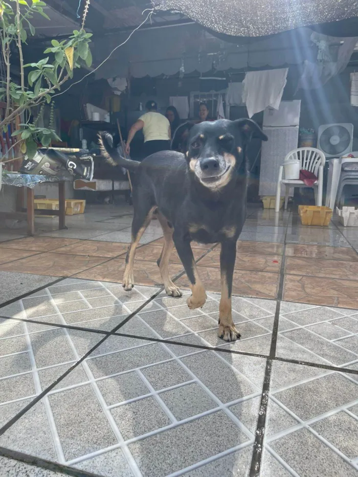 Cachorro ra a SRD-ViraLata idade 5 anos nome Biluca