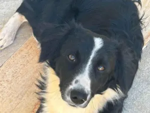 Cachorro raça border collie idade 7 a 11 meses nome Gigi