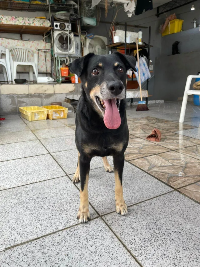 Cachorro ra a SRD-ViraLata idade 5 anos nome Biluca