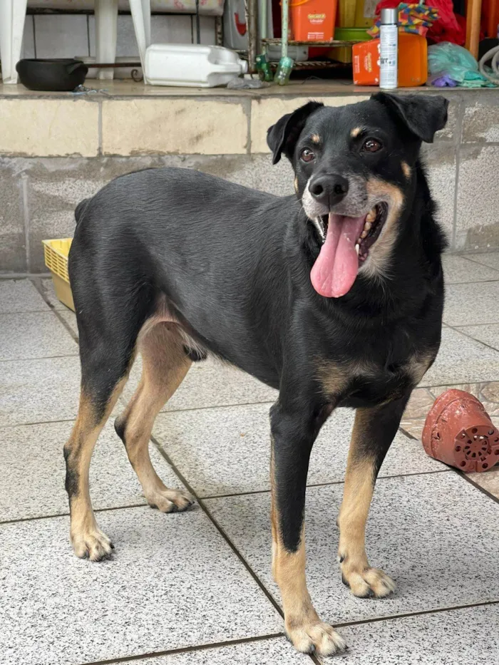 Cachorro ra a SRD-ViraLata idade 5 anos nome Biluca
