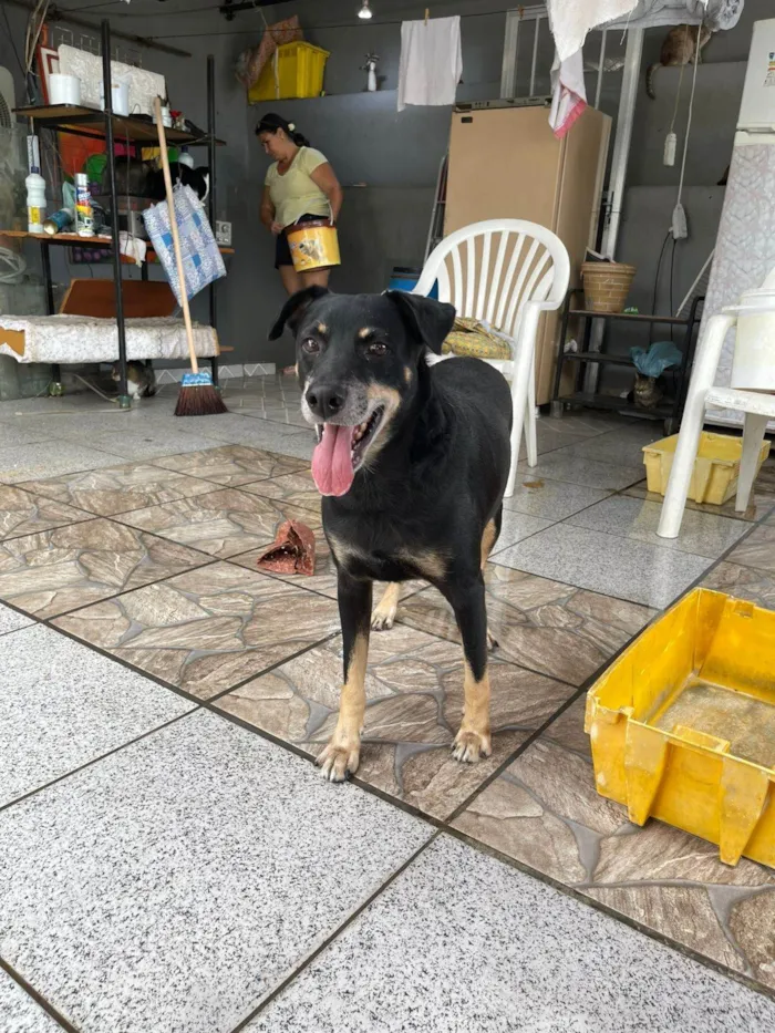 Cachorro ra a SRD-ViraLata idade 5 anos nome Biluca