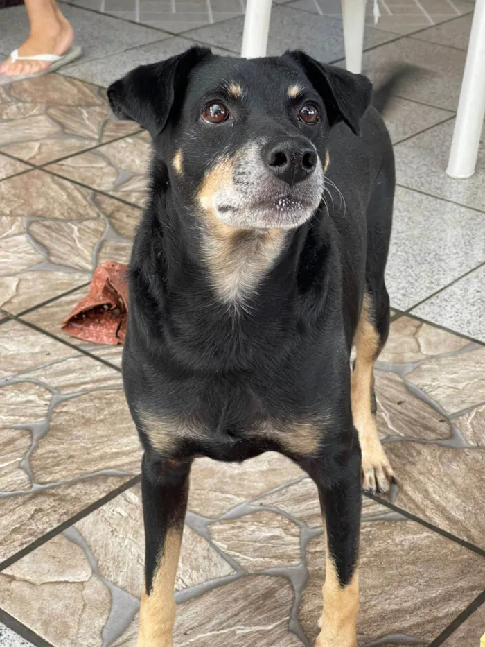 Cachorro ra a SRD-ViraLata idade 5 anos nome Biluca