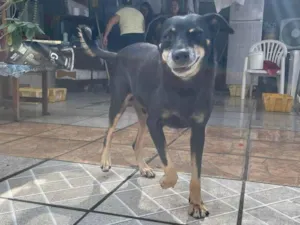 Cachorro raça SRD-ViraLata idade 5 anos nome Biluca