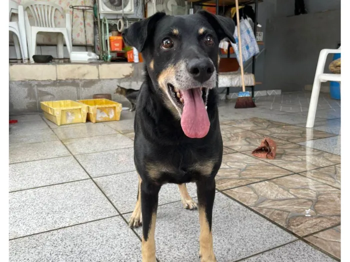 Cachorro ra a SRD-ViraLata idade 5 anos nome Biluca
