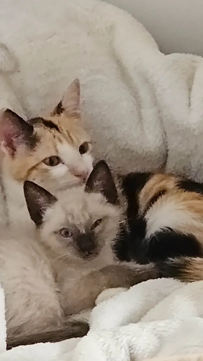 Gato ra a SRD-ViraLata idade Abaixo de 2 meses nome SHIRLEY NAGASHIMA CARVALHO