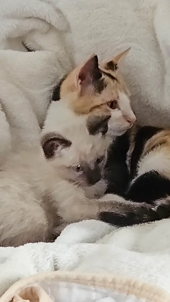 Gato ra a SRD-ViraLata idade Abaixo de 2 meses nome SHIRLEY NAGASHIMA CARVALHO