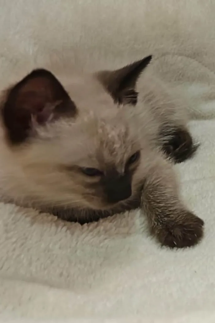 Gato ra a SRD-ViraLata idade Abaixo de 2 meses nome SHIRLEY NAGASHIMA CARVALHO