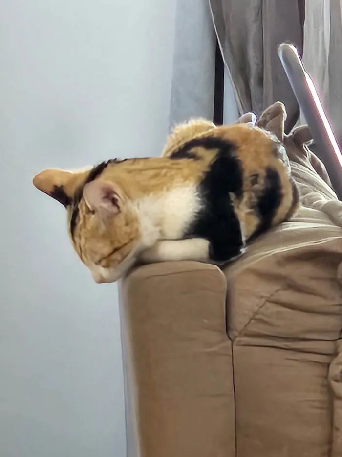 Gato ra a SRD-ViraLata idade Abaixo de 2 meses nome SHIRLEY NAGASHIMA CARVALHO