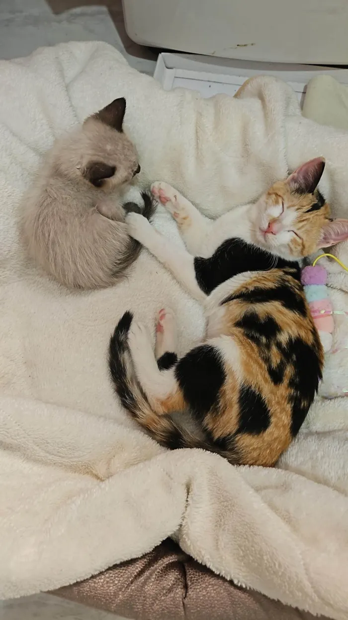Gato ra a SRD-ViraLata idade Abaixo de 2 meses nome SHIRLEY NAGASHIMA CARVALHO